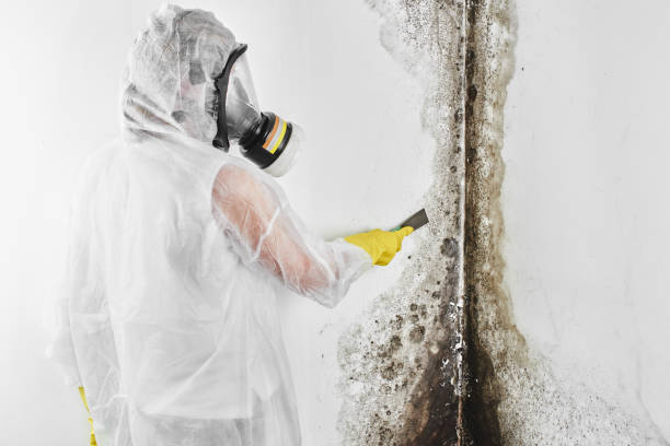 Best Mold Remediation for Specific Building Types in Taylor, TX