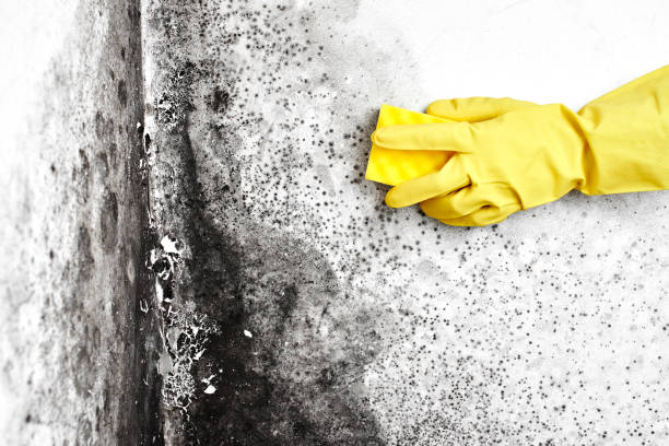 Best Residential Mold Remediation in Taylor, TX