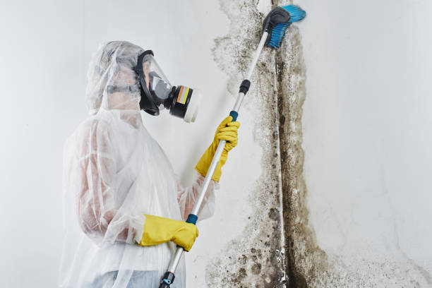 Best Bathroom Mold Remediation in Taylor, TX