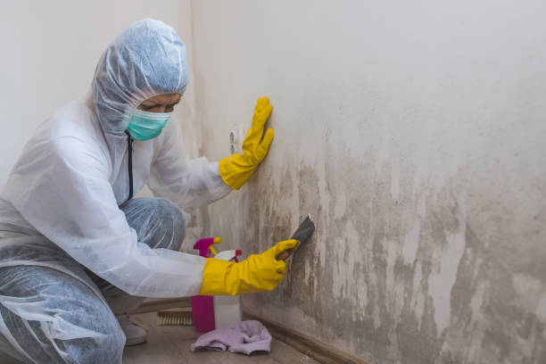 Best Crawl Space Mold Remediation in Taylor, TX