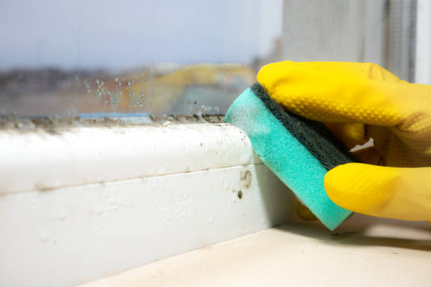 Best Kitchen Mold Remediation in Taylor, TX