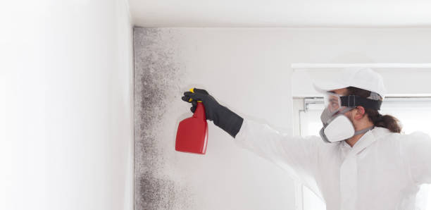 Best Basement Mold Remediation in Taylor, TX