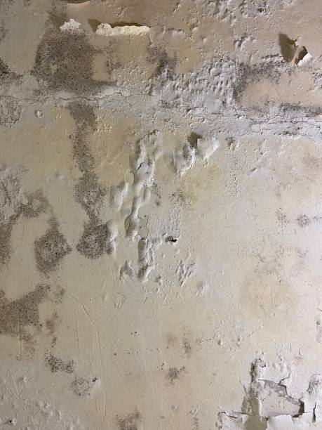 Best Residential Mold Remediation in Taylor, TX