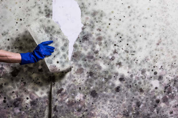 Best Localized Mold Remediation (e.g., coastal areas, humid climates) in Taylor, TX